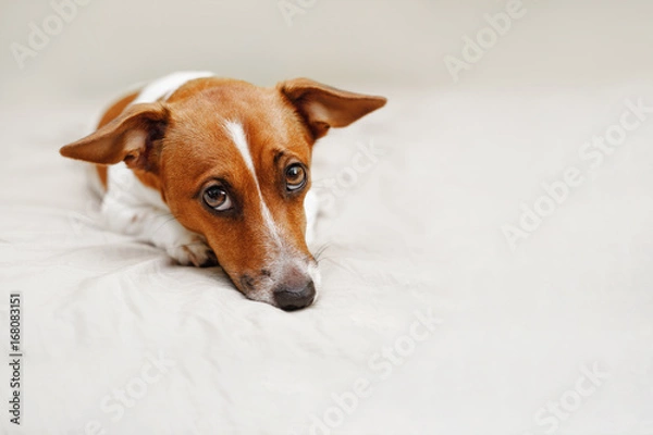 Obraz Śliczny pies jack russell leżący na łóżku.