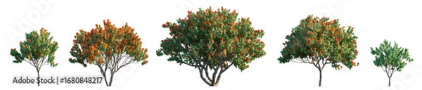 Fototapeta Saraca asoca (Ashoka Tree or Sorrowless Tree) isolated png on a transparent background premium cutout