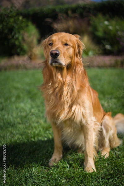 Obraz Golden Retriever