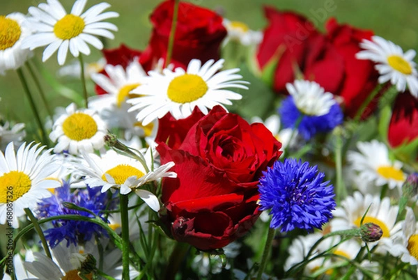 Obraz Red rose focused