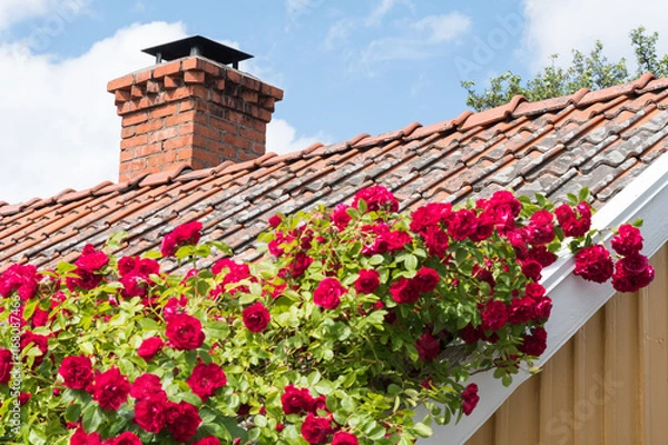 Obraz Red roses climbing on a roof