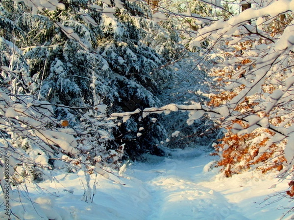 Obraz Paysage d'hivers