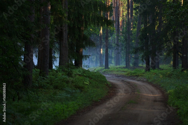 Obraz droga przez las