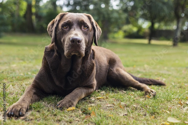 Obraz Brown Chocolate Labrador Dog