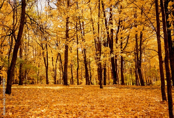 Fototapeta Golden autumn forest with tall trees and a thick carpet of fallen leaves. A warm, cozy autumn atmosphere. Selective focus.