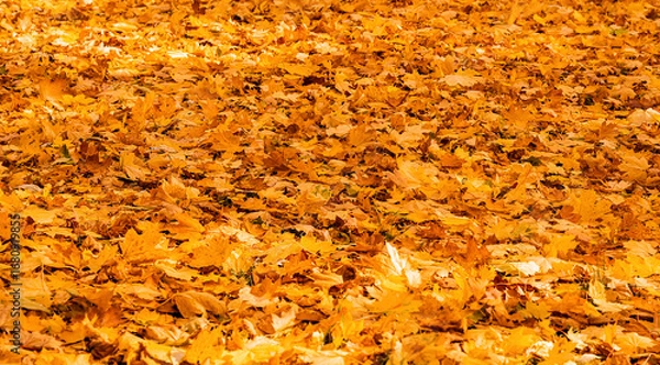 Fototapeta Autumn background with golden maple leaves covering the ground. Seasonal fall texture. Selective focus.