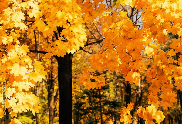 Fototapeta Bright yellow maple trees in autumn park. Warm autumn sunny day. Selective focus.