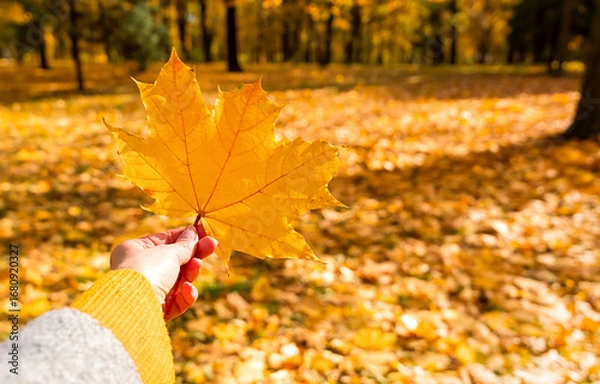 Fototapeta Female hand holding yellow maple leaf in autumn park. Autumn vibes, warm colors, cozy seasonal atmosphere. Selective focus.