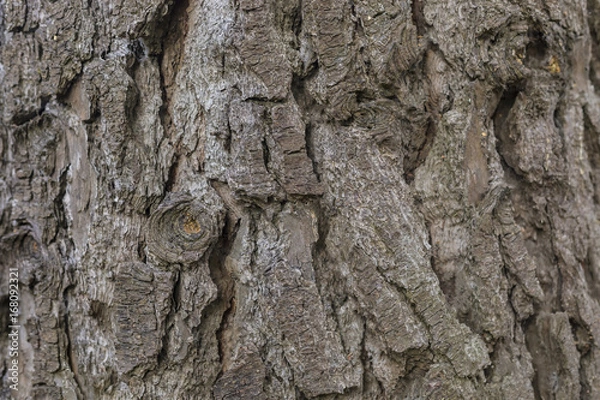 Obraz Tree bark texture