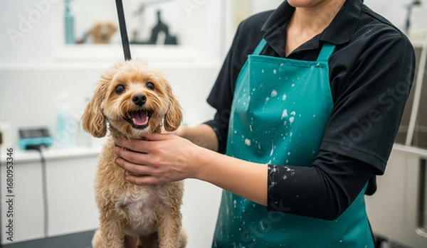 Fototapeta A close-up of a professional female dog groomer in a green apron, gently holding a cute, fluffy, and happy poodle puppy.