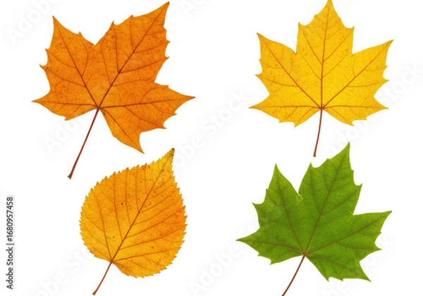 Fototapeta Isolated autumn leaves four different colors maple birch natural no background
