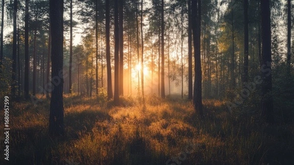 Fototapeta A stunning sunrise illuminates a dense forest, casting warm light through the trees and creating a mystical atmosphere.