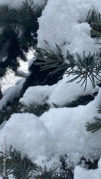 Fototapeta winter forest