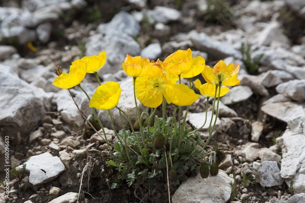 Obraz Rhätischer Alpen-Mohn 