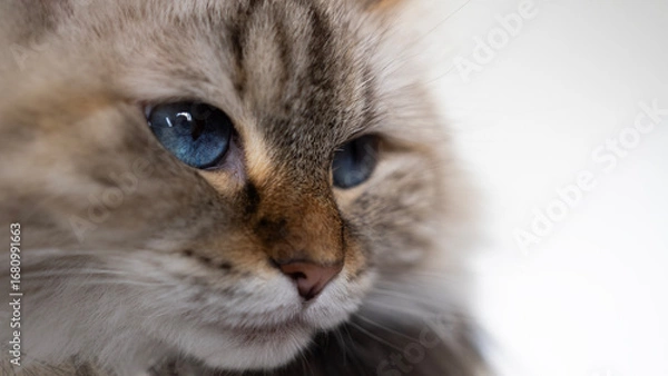 Fototapeta Close-Up Portrait of a Neva Masquerade Cat with Blue Eyes