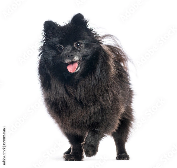 Obraz German spitz klein walking and panting on white background