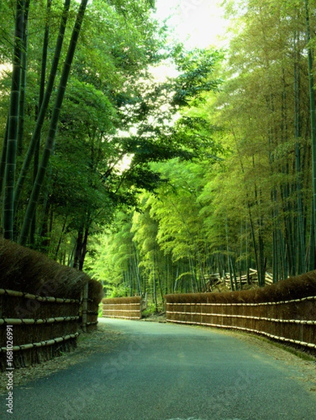 Obraz 京都府向日市の「竹の径」と呼ばれる美しい竹林の小径