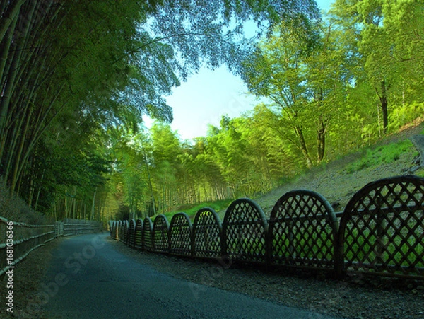 Obraz 京都府向日市の「竹の径」と呼ばれる美しい竹林の小径