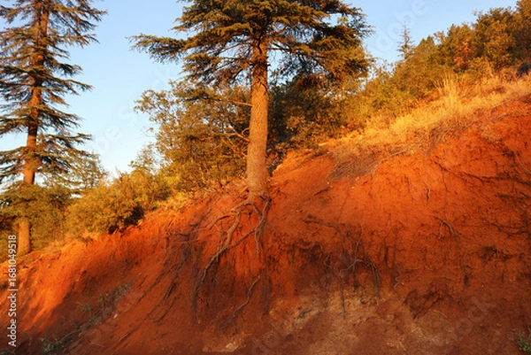 Obraz roots of a tree exposed as a result of a landslide