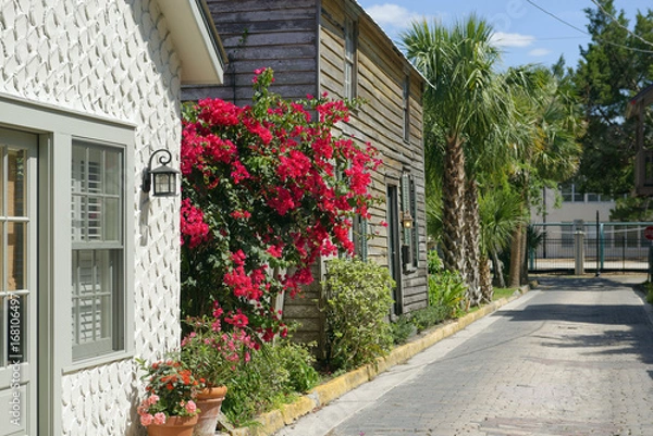 Fototapeta Colorful Bougainvillea in bloom in quaint Old St. Augustine, Florida, U.S.A.