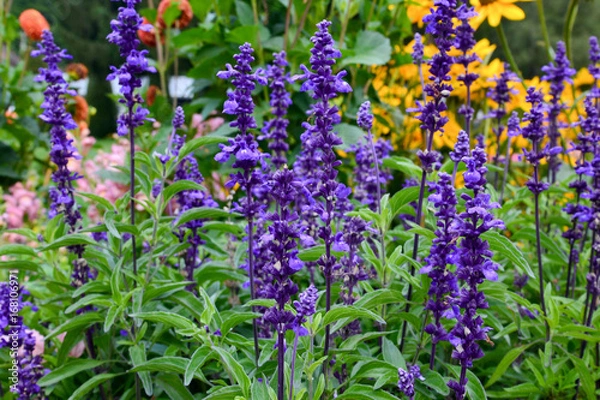 Obraz Salbei (salvia farinacea evolution)