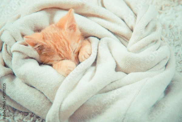 Fototapeta Little red kitten. The kitten lies on the fluffy carpet at home. Little Kitten Sleeps. Close-up of a sleeping kitten
