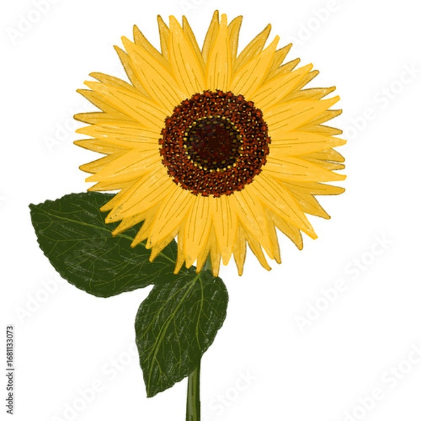Obraz sunflower isolated on white background