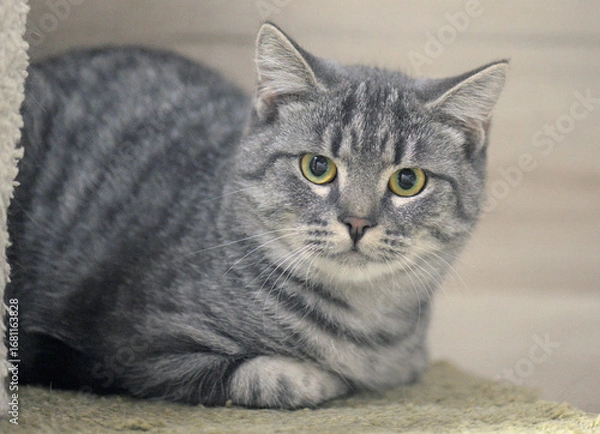 Fototapeta A close-up of a beautiful grey cat with a distinct brindle pattern and expressive yellow-green eyes 
