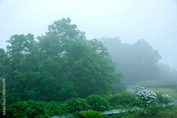 Fototapeta 霧に覆われるドライビングロードと紫陽花のある風景