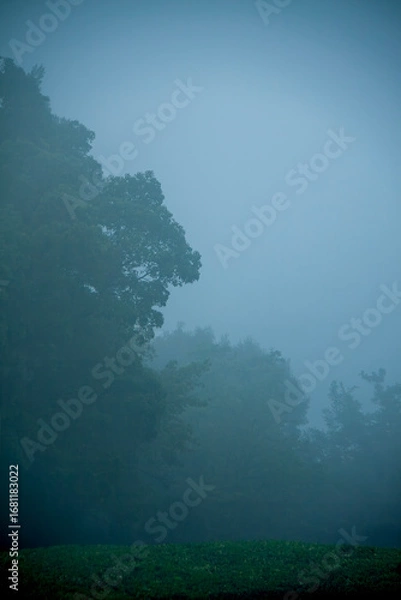 Fototapeta 霧に覆われる山の風景