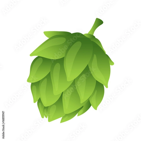 Fototapeta Hop organic herb plant which is used in the brewery of beer. For labels and packaging. Vector illustration. Isolated on white background