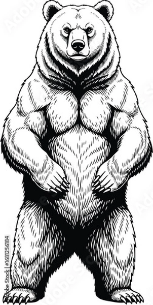Fototapeta Bear: A highly detailed line art illustration of a powerful bear standing on its hind legs, in an aggressive and dynamic pose.