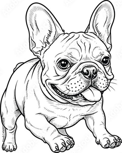 Fototapeta Dog: A highly detailed line art illustration of a smiling French bulldog, in a realistic, hand-drawn sketch style.