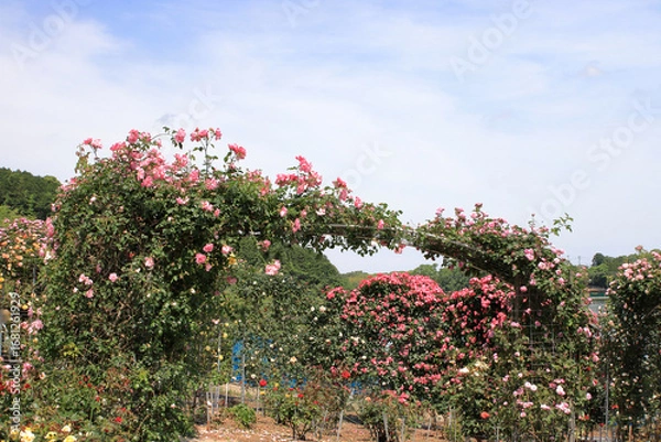 Obraz 全盛期のバラ園