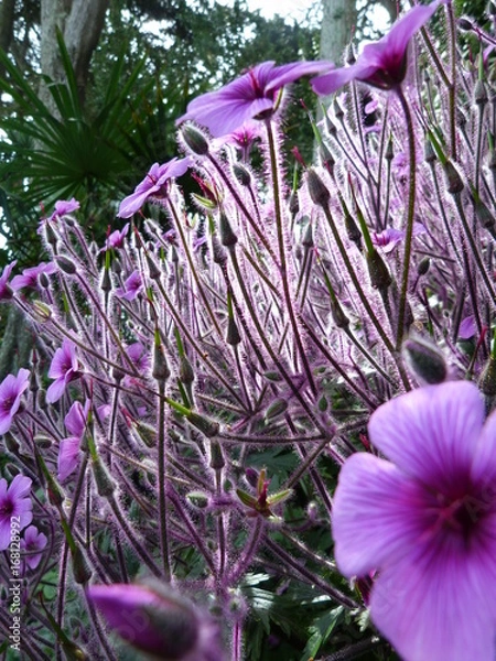 Obraz Bosquet de Fleurs perlées