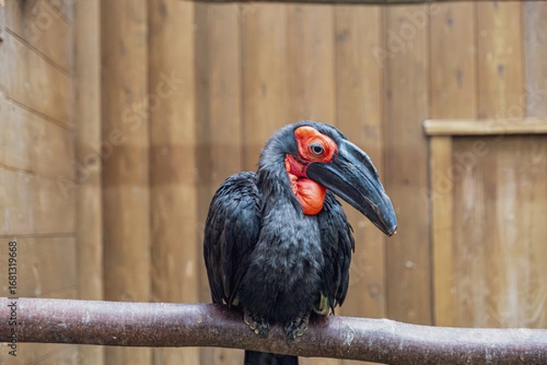 Fototapeta 【#動物園】ミナミジサイチョウ