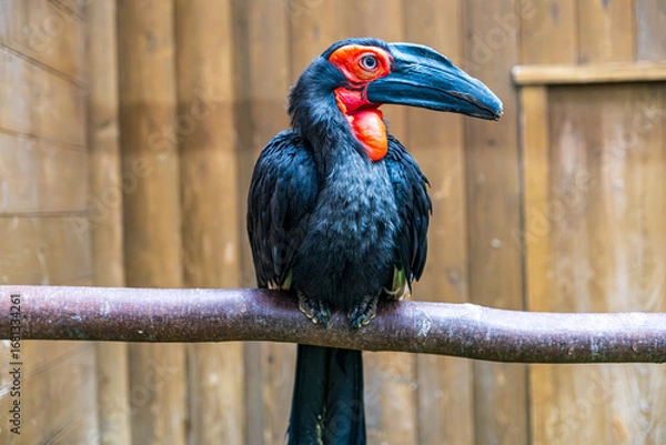 Fototapeta 【#動物園】ミナミジサイチョウ