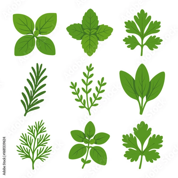 Fototapeta Leaves icon grid basil thyme mint herb vector sage dill twig sprig