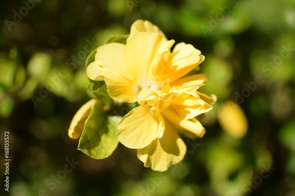 Obraz beautiful yellow flower and sunshine