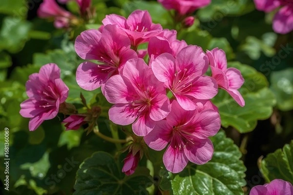 Fototapeta Vibrant pink geraniums blossoming with delicate petals in a garden setting