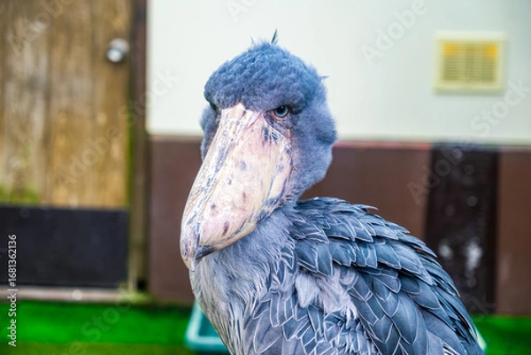 Fototapeta 【#動物園】ハシビロコウ