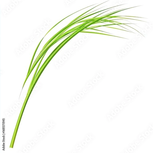 Fototapeta A vibrant green grass stalk, slender and gracefully curved, extends outward against a pure white background.  Its blades are  fine and numerous, flowing in a gentle arc