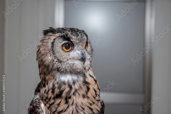 Fototapeta  【#動物園】フクロウ