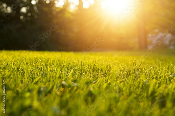 Fototapeta Tranquil fresh grass for growth and water concept mother nature.  Copy space for text.