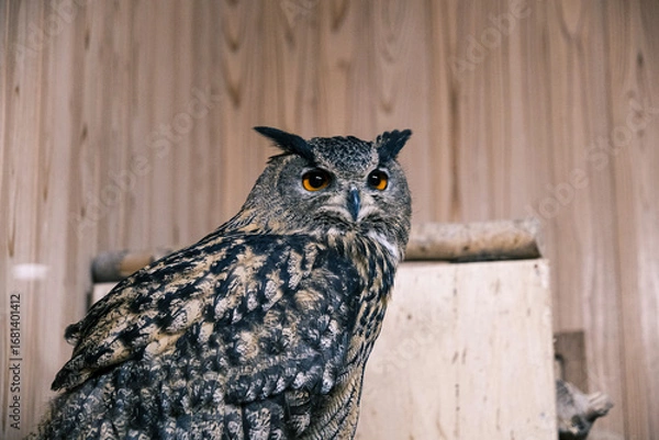Fototapeta  【#動物園】フクロウ