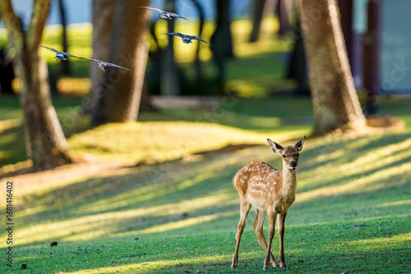 Fototapeta 奈良公園で佇む鹿と飛翔する鳩