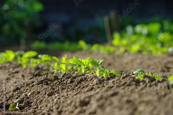 Fototapeta 秋の野菜祭り