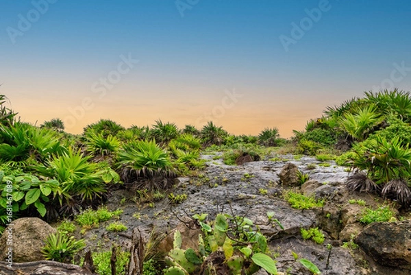 Fototapeta Beautiful tropical greenery grows on the rocks in Tulum, Mexico. The natural background of the landscape is enhanced by the sunset evening sky, with a copy space for text above the horizon of the land
