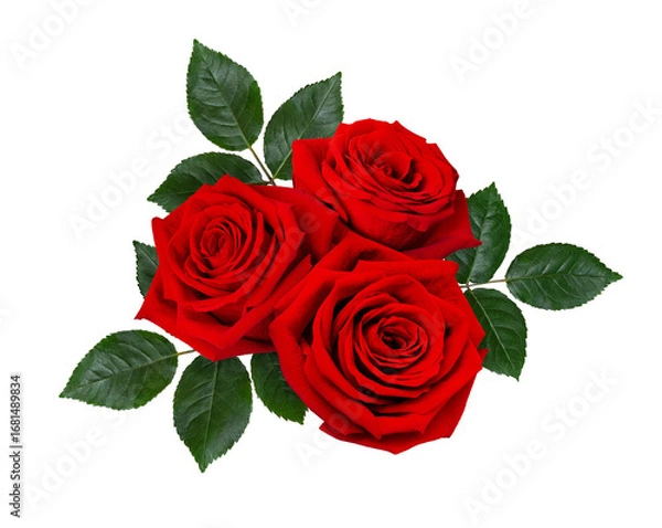 Fototapeta Bouquet of three dark red roses with green leaves isolated on white background.