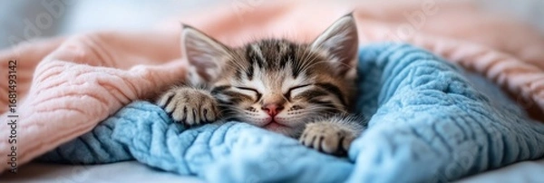 Obraz A cute kitten sleeping on the bed, covered with soft blue and pink blankets